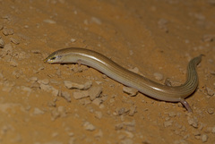 Boulenger's Feylinia photo 2