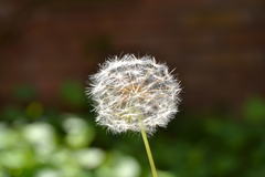 Taraxacum officinale