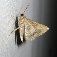Frederickia disparcata