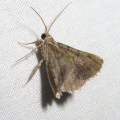 Frederickia disparcata