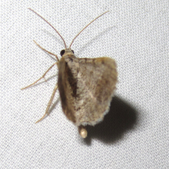 Frederickia disparcata