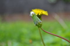 Taraxacum officinale