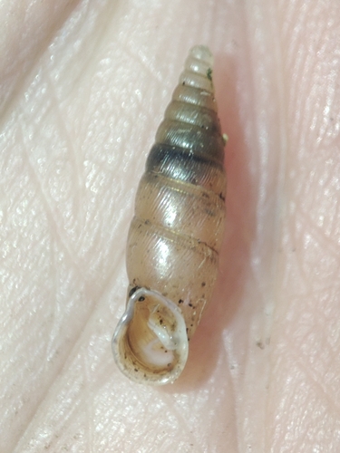 Cochlodina comensis observed 2025-07-23