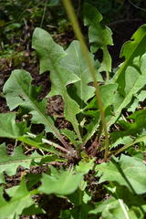 Taraxacum officinale