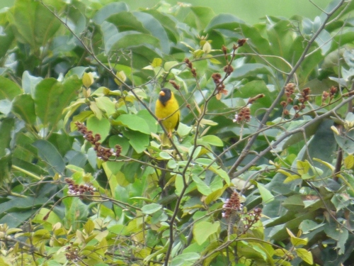 iNaturalist image