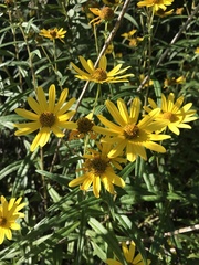 Helianthus simulans