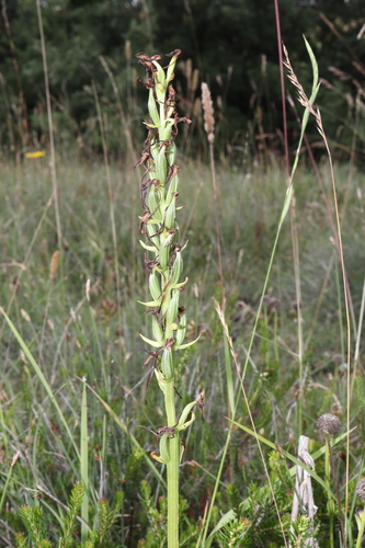 Lesser butterfly-orchid