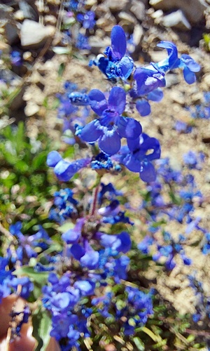 Low Beardtongue (Penstemon humilis)