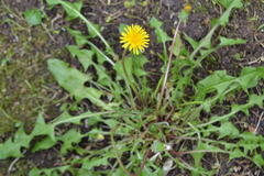 Taraxacum officinale