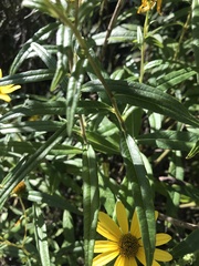 Helianthus simulans