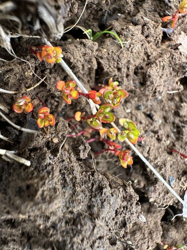 Iceland-purslane (Koenigia islandica)