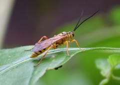 Setanta parsimonica