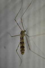 Limonia cinctipes