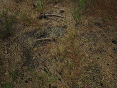 Pentameris airoides airoides