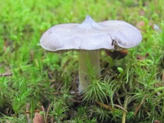 Tricholoma virgatum