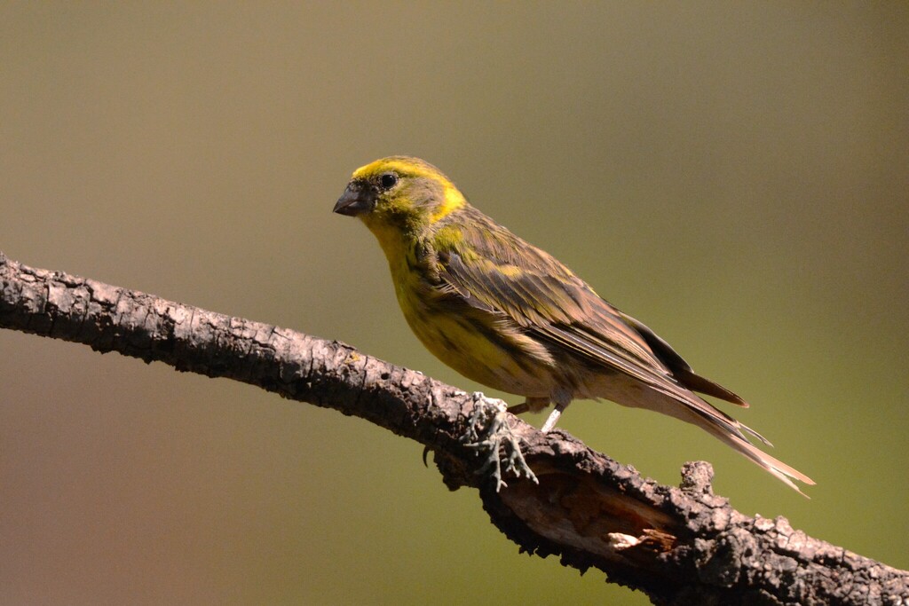 European serin