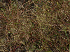 Pentameris airoides airoides