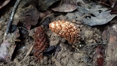 Ombrophytum peruvianum