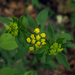 Golden Alexanders - Photo (c) Ken Potter, some rights reserved (CC BY-NC), uploaded by Ken Potter