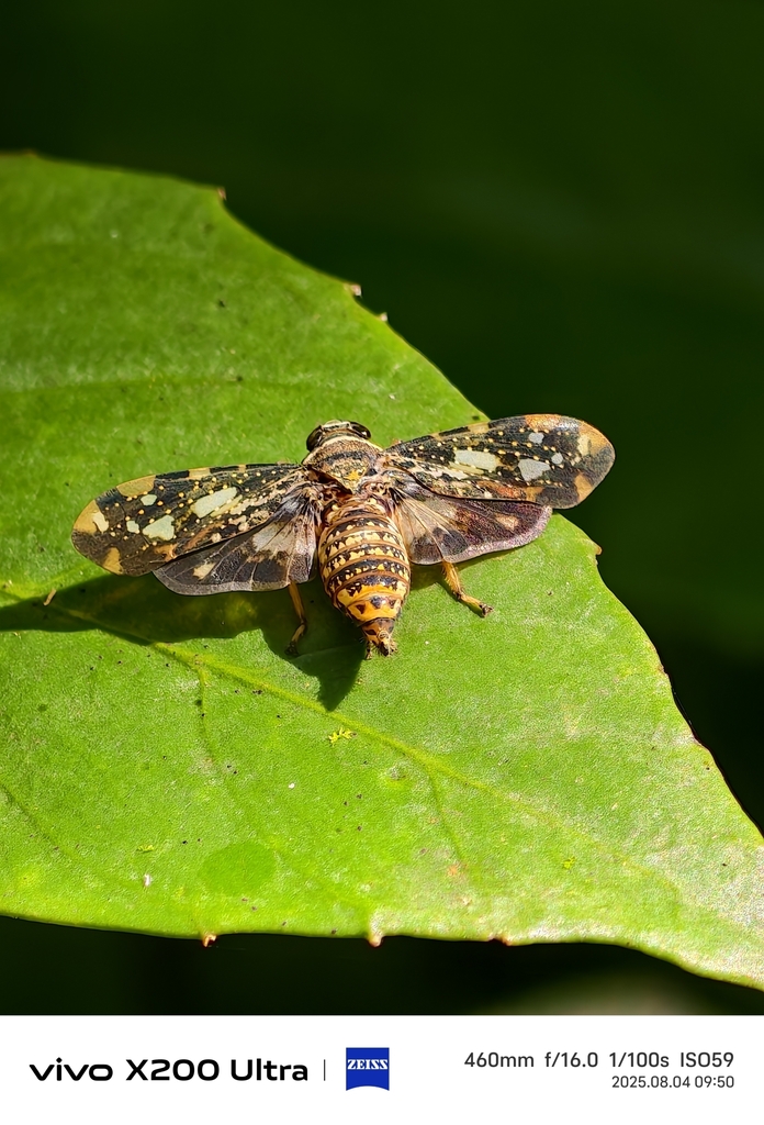Thagria digitata