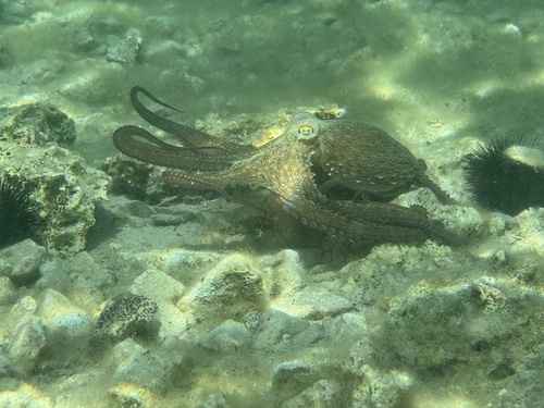 Octopus vulgaris