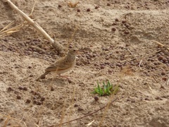 Mirafra javanica chadensis