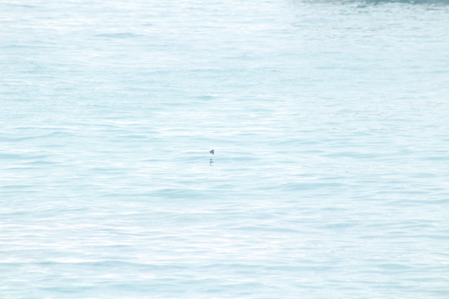 Elliot's Storm-Petrel (Oceanites gracilis)