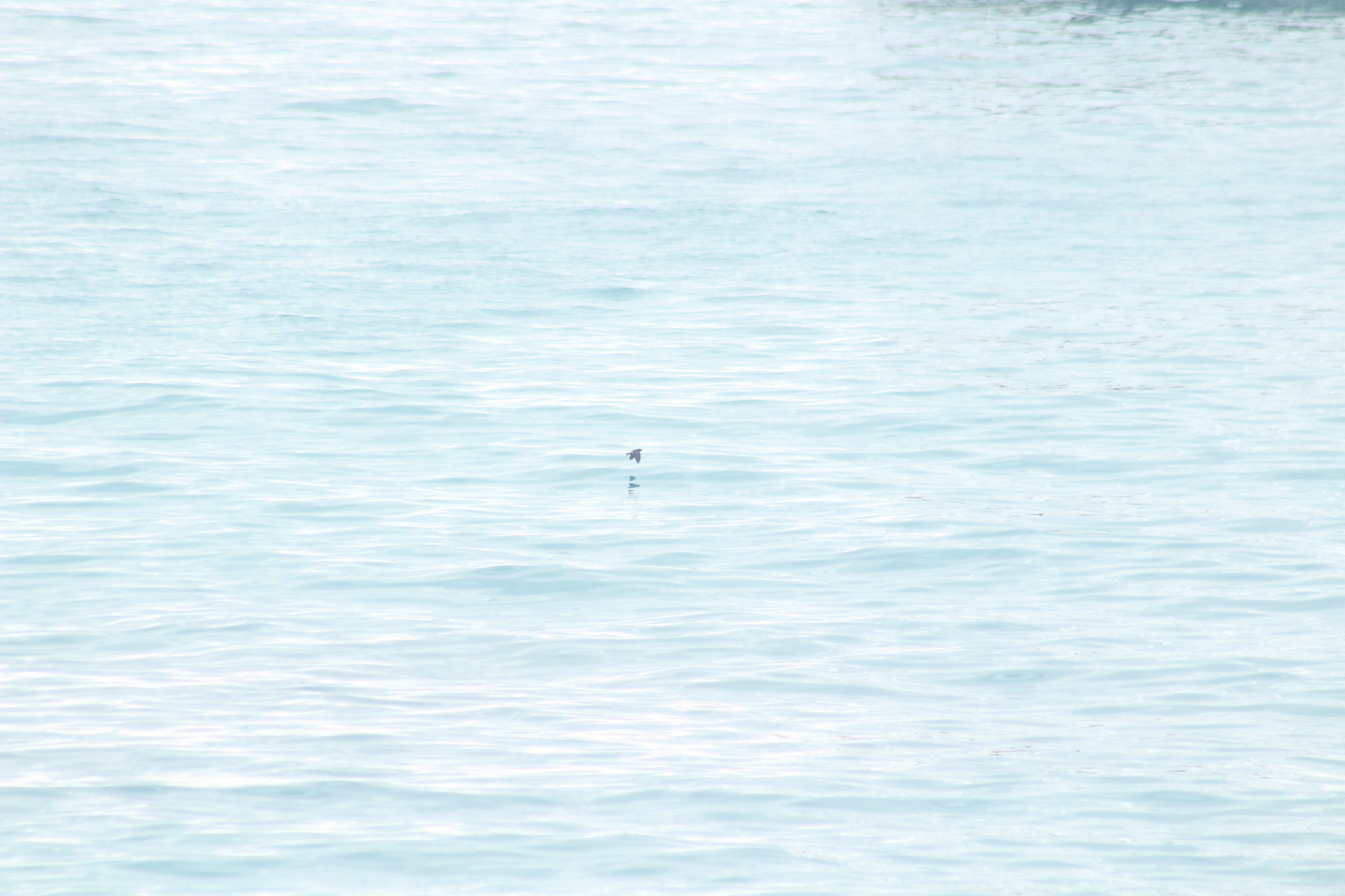 Elliot's Storm-Petrel illustration