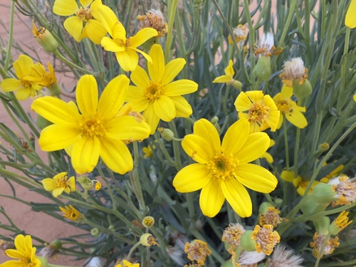 Fleshy Groundsel (Senecio gregorii)