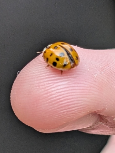 Asian Lady Beetle