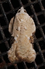 Acleris subnivana