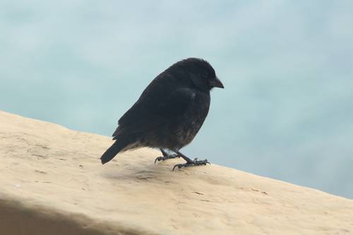 Small Ground Finch (Geospiza fuliginosa), photo 9