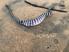 Hydrophis schistosus