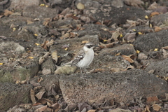 Mimus parvulus parvulus