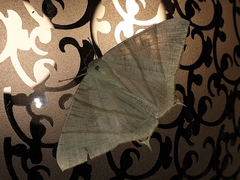 Ourapteryx sciticaudaria