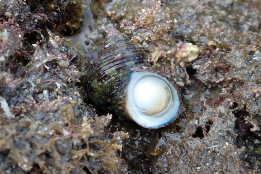 Turbo stenogyrus