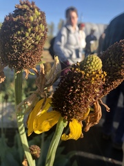 Rudbeckia maxima