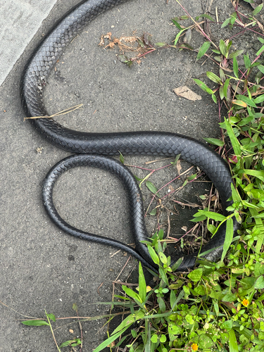 Sulawesi Black Racer