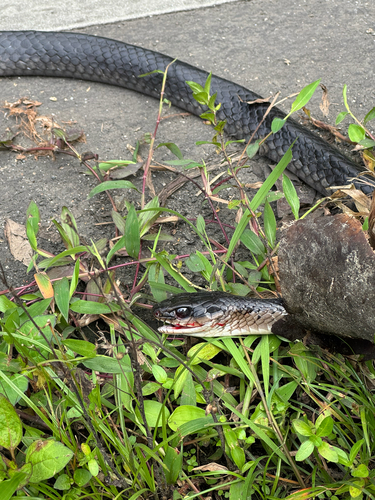 Sulawesi Black Racer
