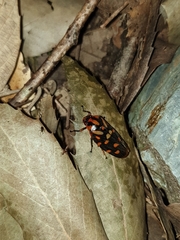 Phymatostetha dorsivitta