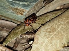 Phymatostetha dorsivitta