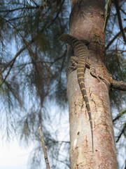 Ctenosaura macrolopha