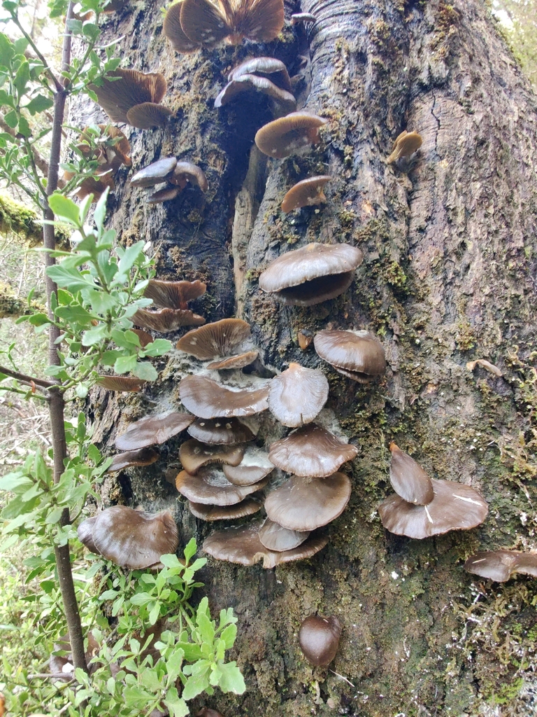 Pleurotus purpureo-olivaceus · August 2025 · photo: © mstirling (iNaturalist, cc-by)
