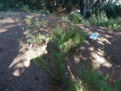 Hypericum empetrifolium