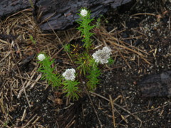 Metalasia pulchella