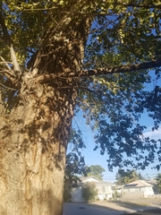 Hymenochaetaceae