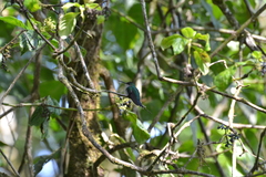 Campylopterus villaviscensio