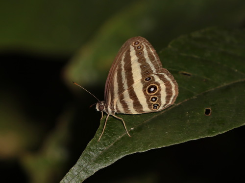 Siamese Ringlet