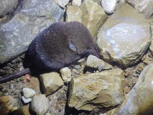 Valais Shrew, photo 2 of 10
