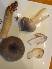 Tricholoma virgatum